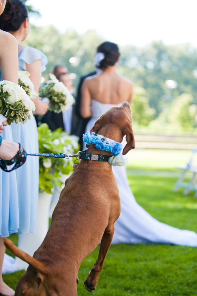 excited wedding dog at wedding ceremony port moody